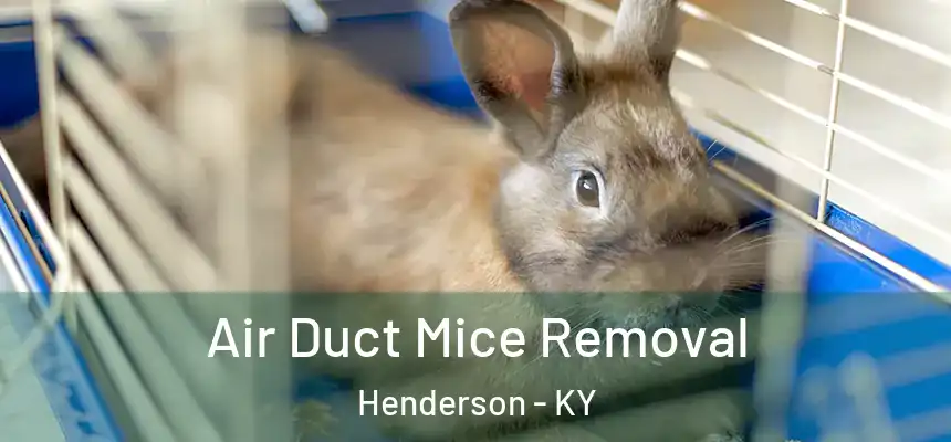  Air Duct Mice Removal Henderson - KY